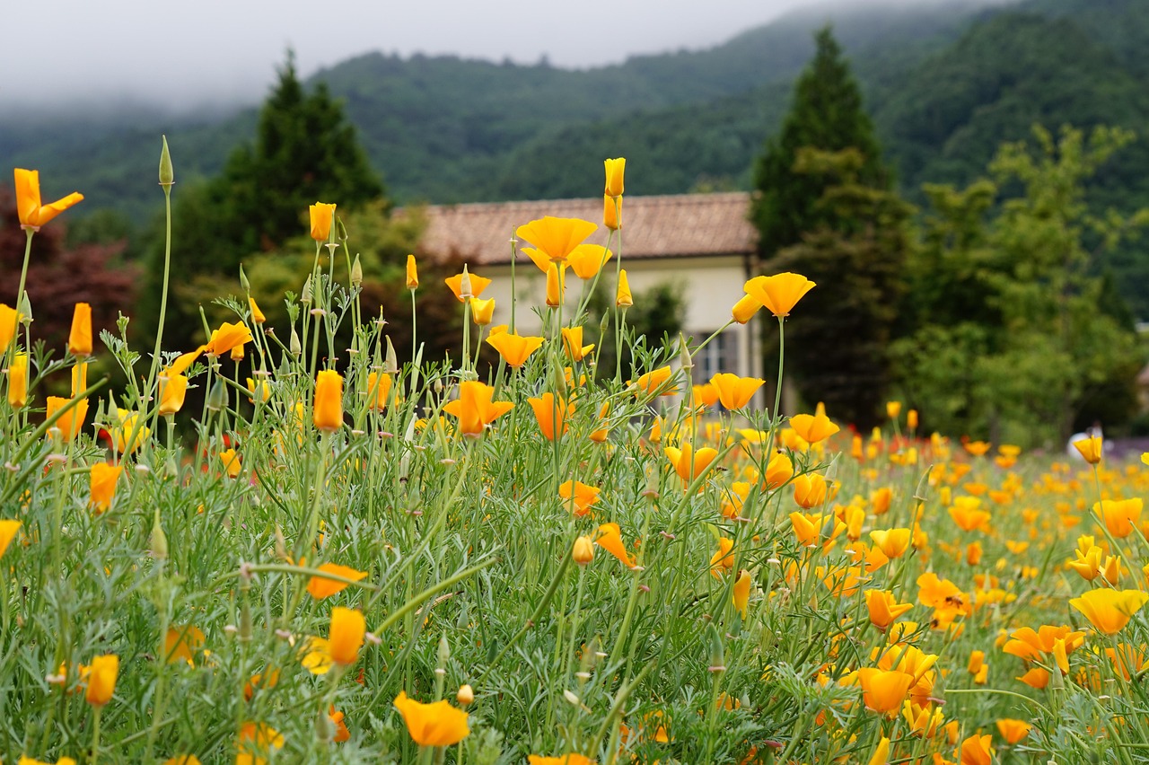 罐装东方之珠奶茶：详情下载教程app毒